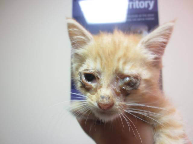 Sick deals stray kitten
