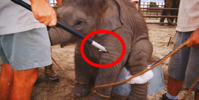 A bullhook being used on a baby elephant.