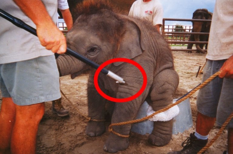 A bullhook being used on a baby elephant.
