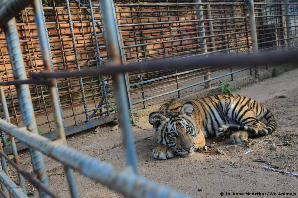 Highway Hellholes Roadside Zoos On The Blacklist PETA