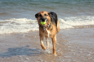 Dog at Beach