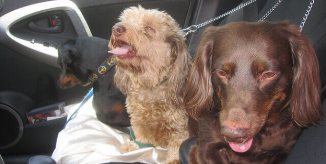 Animal Companions page 63 | PETA Animal Companions page 63 | PETA