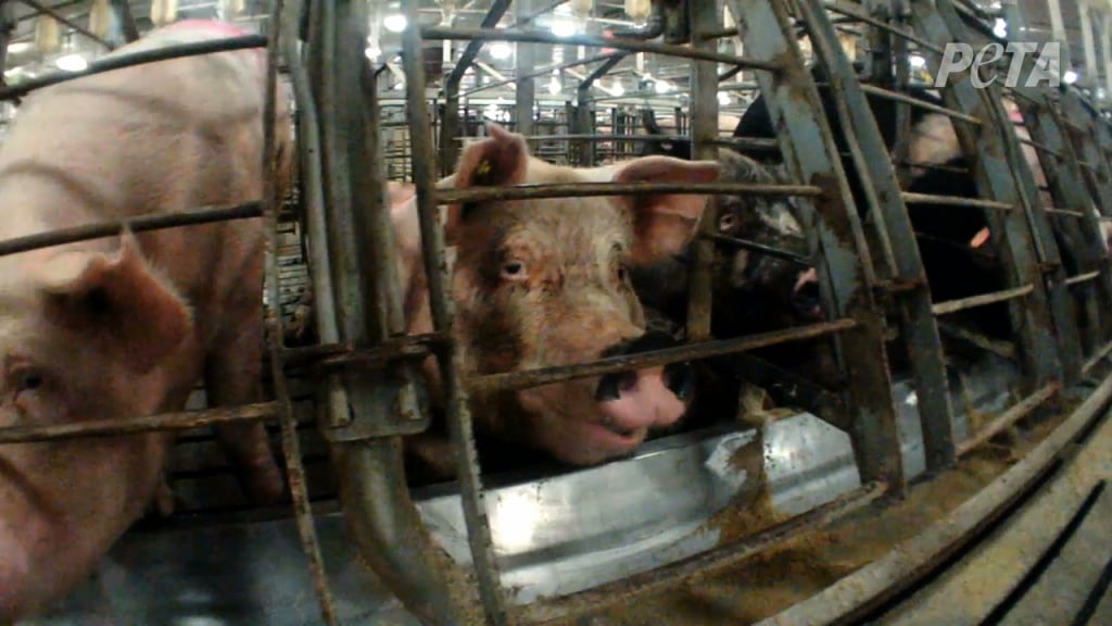 A Mother Pig in a Gestation on a Factory Farm