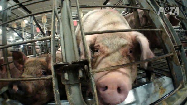 Animal Protection Laws Across the Country Are Under a New, Serious Attack