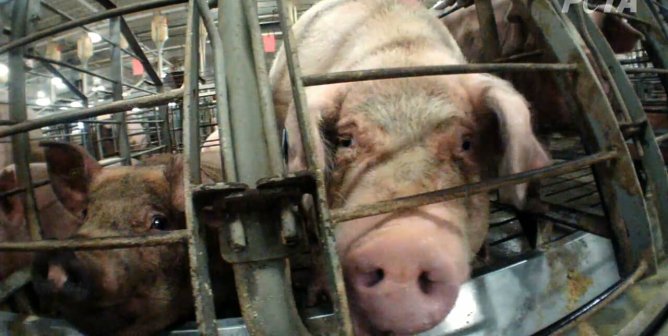 Animal Protection Laws Across the Country Are Under a New, Serious Attack