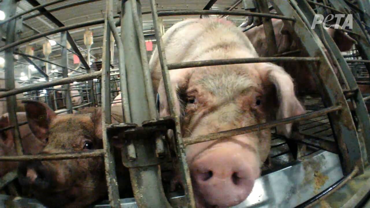 A Mother Pig in a Gestation Crate on a Factory Farm