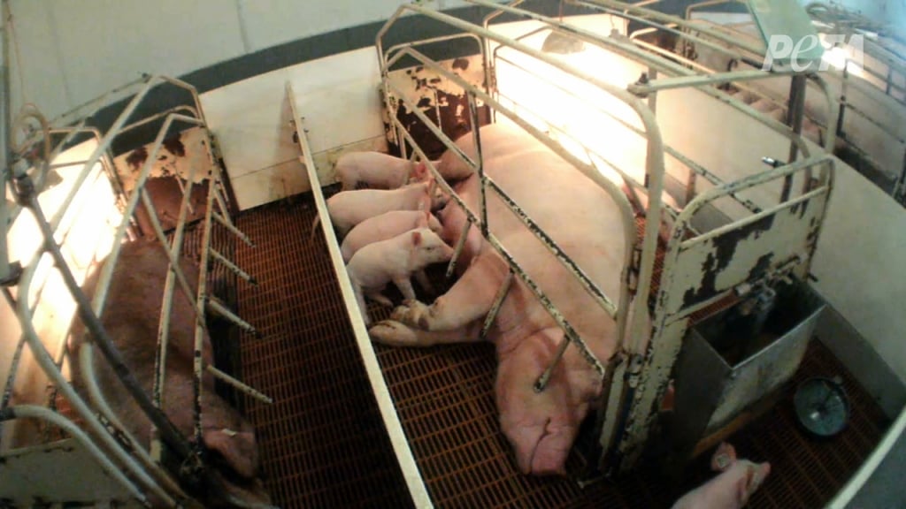 Mother Pig in a Farrowing Crate in a Factory Farm