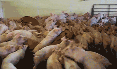 Image result for overcrowded pigs