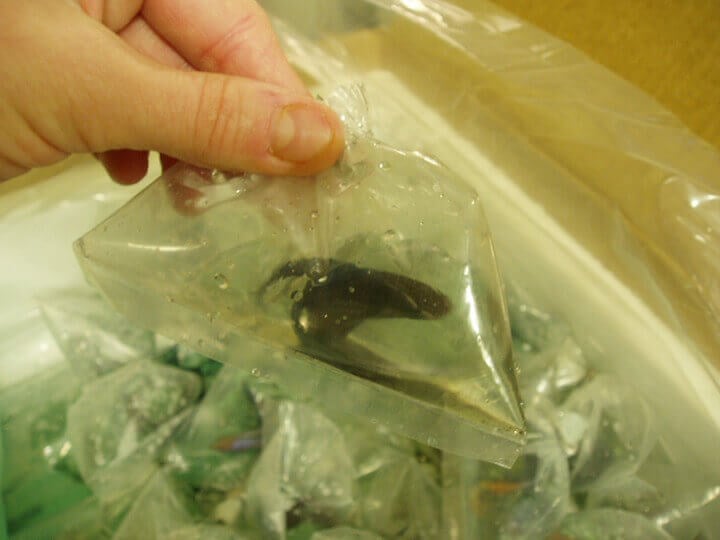 betta fish in tiny baggie with little water