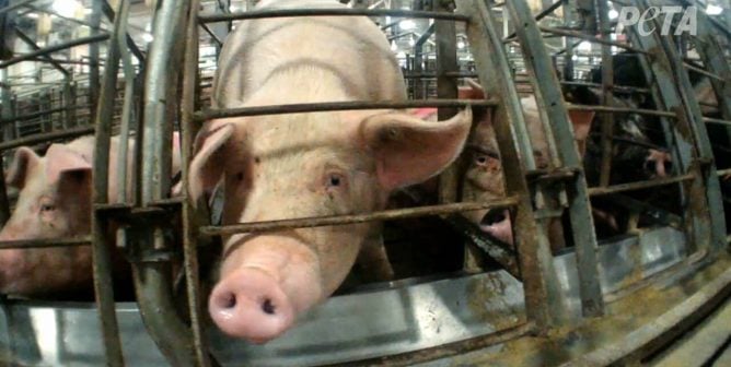 pig cage filthy farm