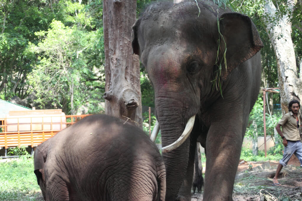 Sunder with Baby Elephant Shiva