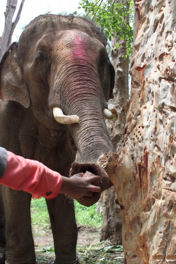 Sunder Grabs a Coconut