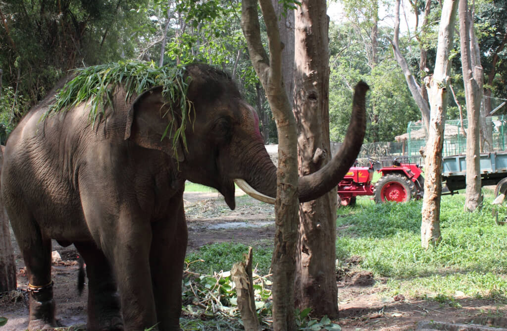 Sunder in His New Home