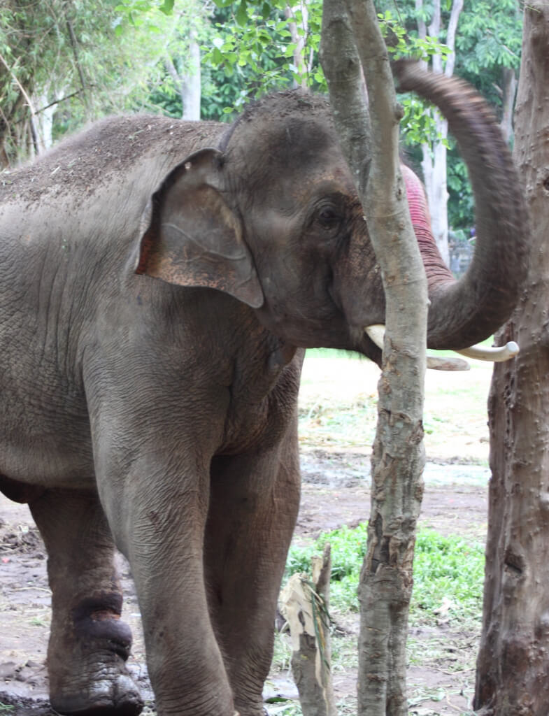 Sunder's Leg Wound