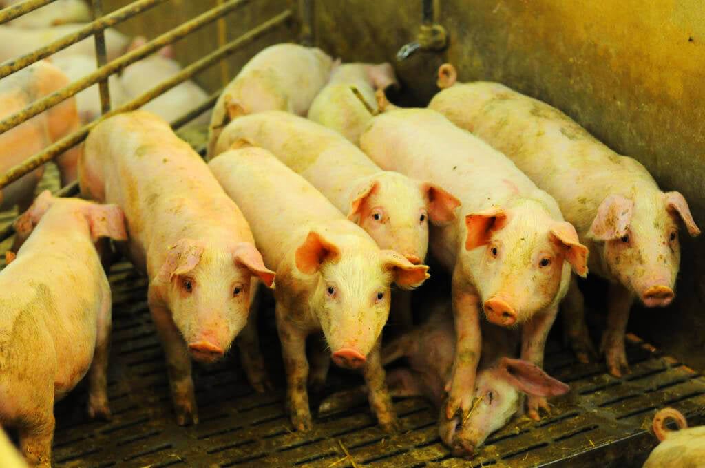 pigs in holding pen on factory farm