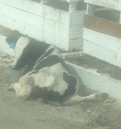 Sick Calf