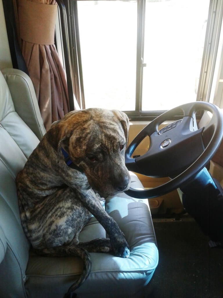 Bull Mastiff at Wheel of PETA's Mobile Clinic