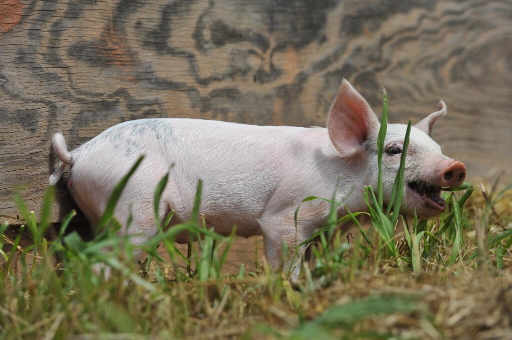 Rescued Piglet