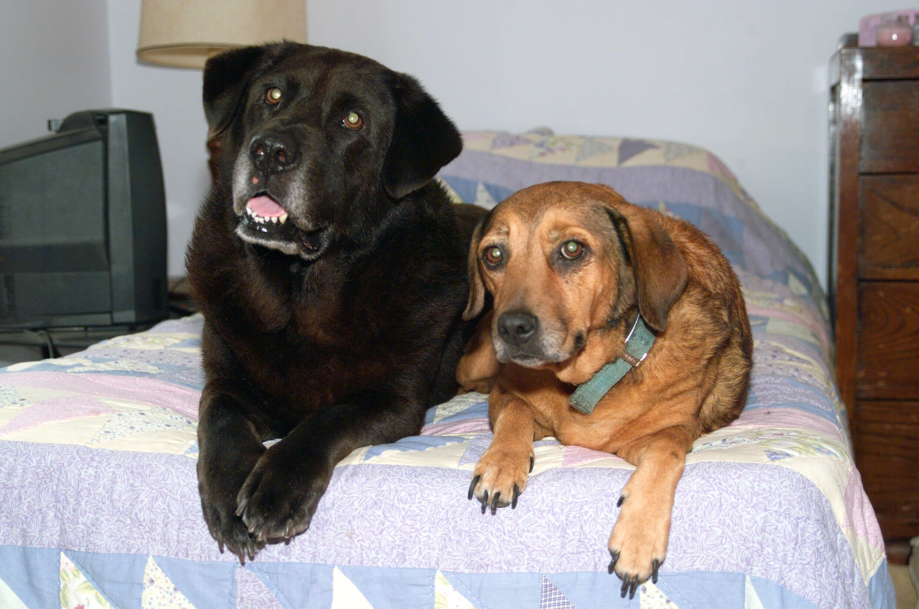 two dogs lying on a bed