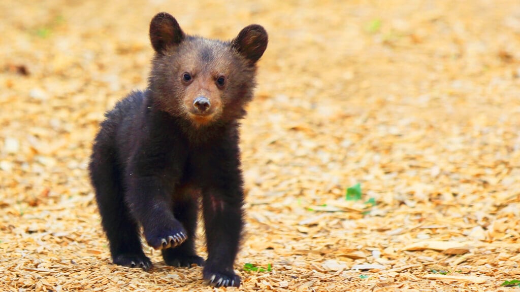 Bear Cubs