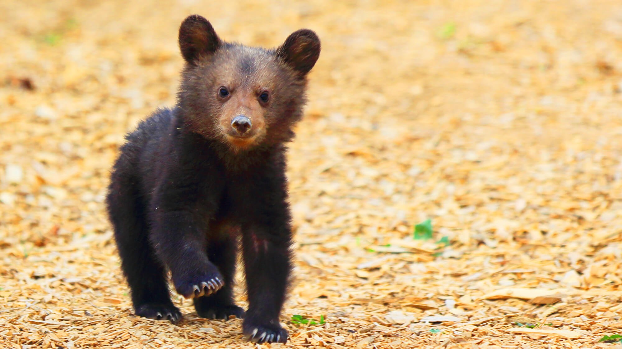 14 Pictures Of The Cutest Bear Cubs You Ll Ever See Peta