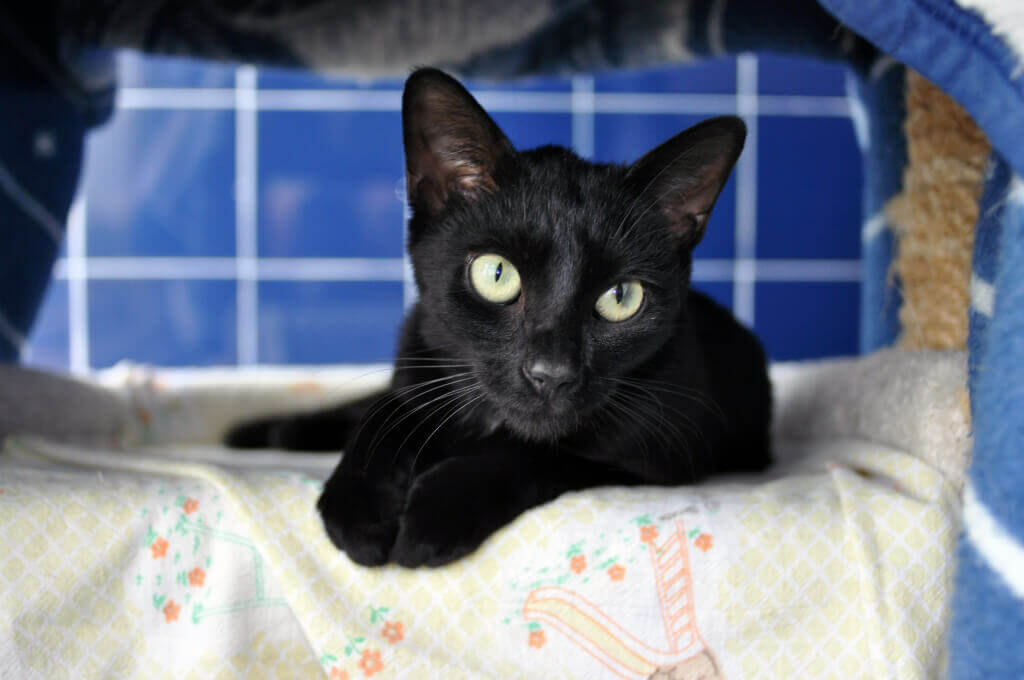 Licorice Needs a New Home