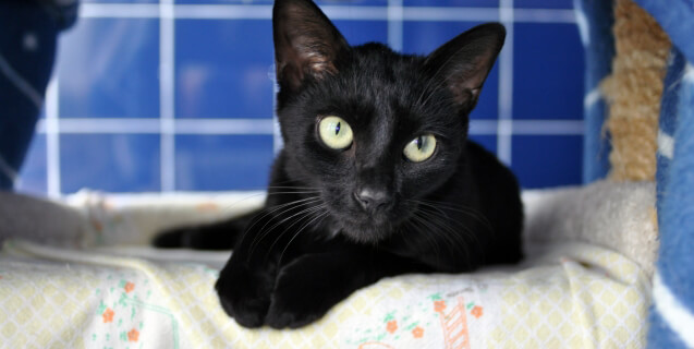 Licorice Needs a New Home