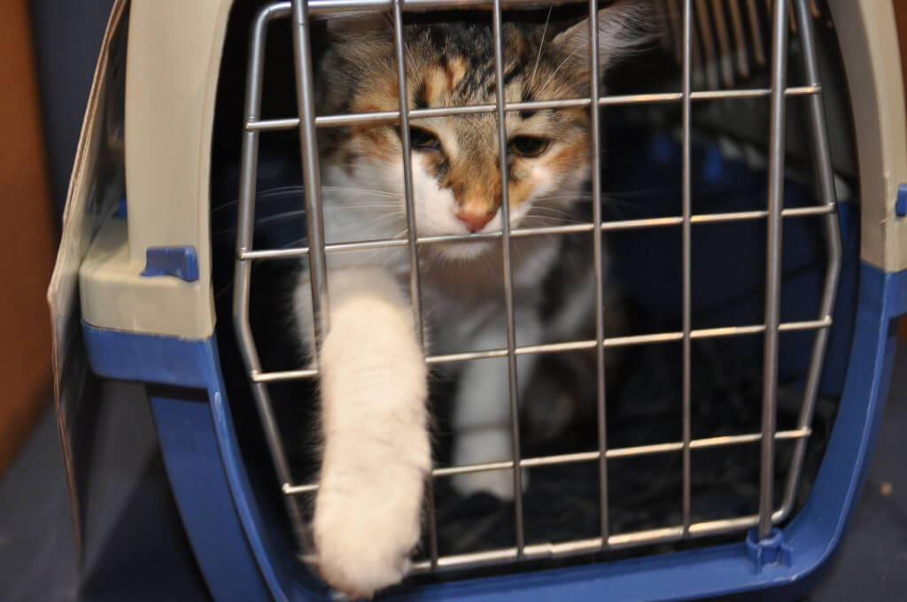 Cat in Carrier at PETA's Mobile Clinic