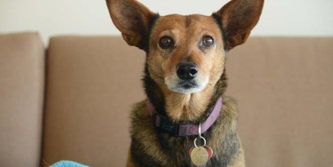 27 of the World’s Cutest Dog Breeds (Photos)