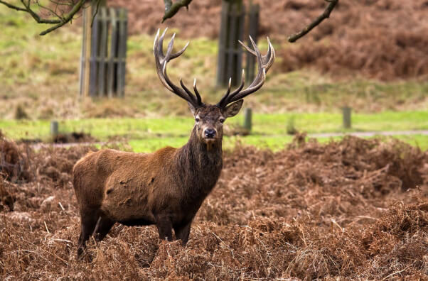 Deer with Antlers