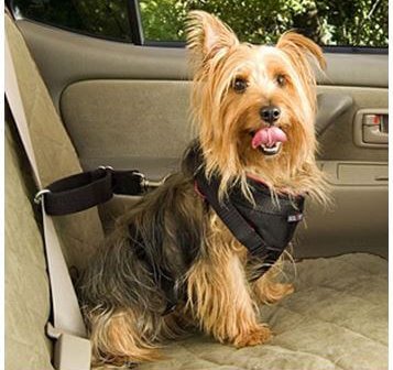 You Have to Have These 12 Animal Gadgets!