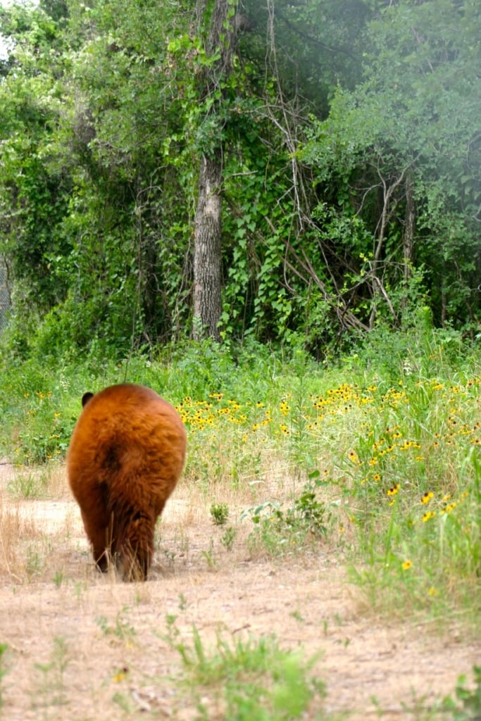 Chief Saunooke Bears One Year After Rescue