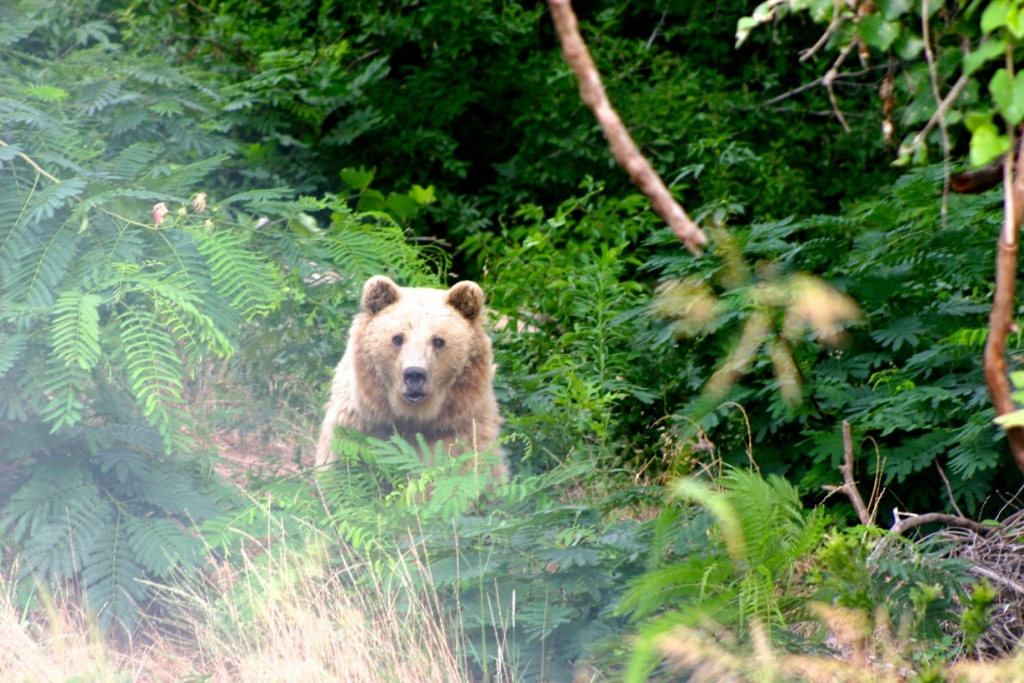 Chief Saunooke Bears One Year After Rescue