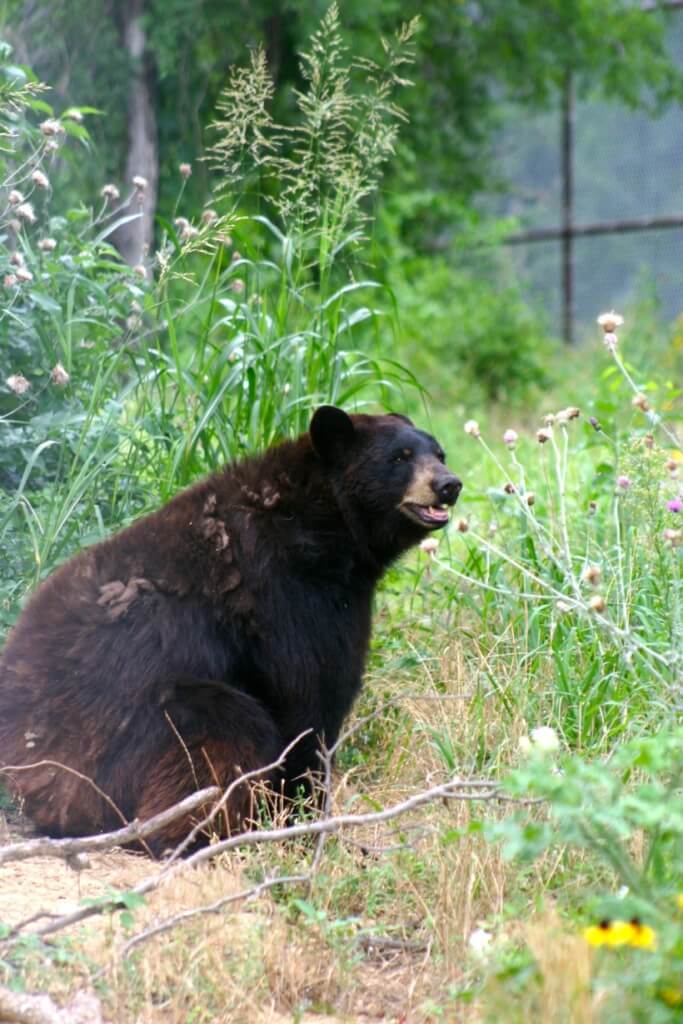 Chief Saunooke Bears One Year After Rescue