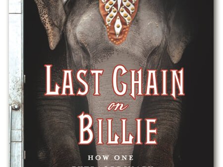 No More Chains One Elephant S Story Peta