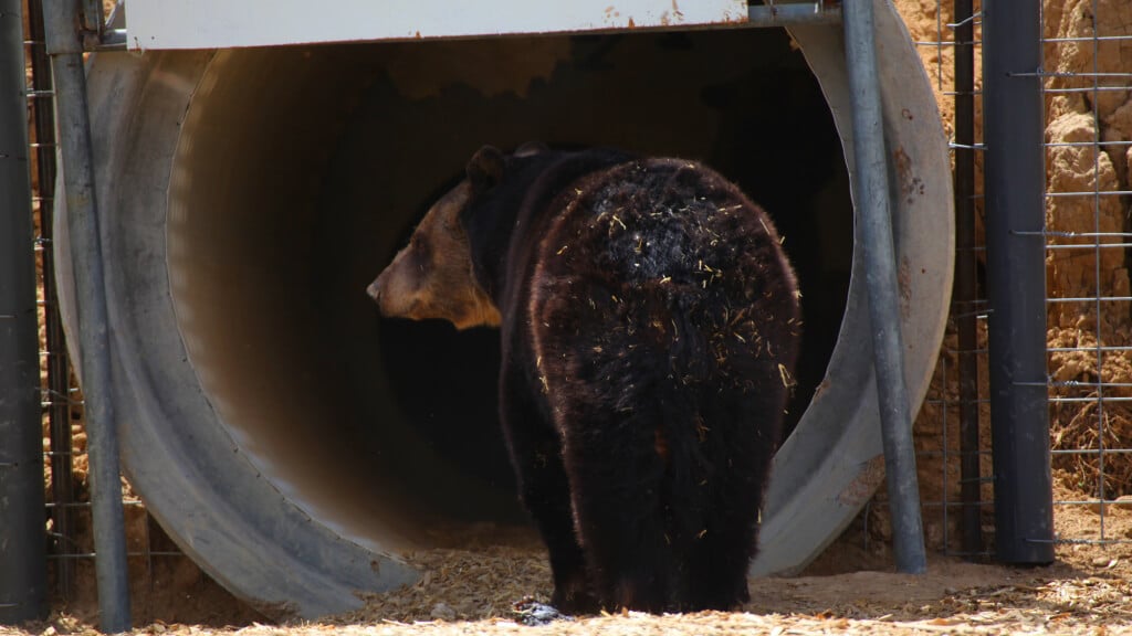 Mother Bear and Cubs