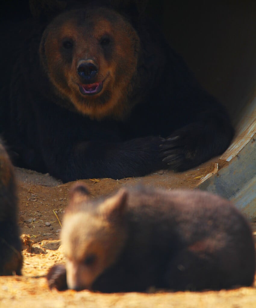 Mother Bear and Cubs