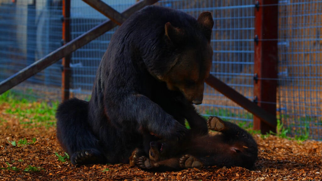 Mother Bear and Cubs