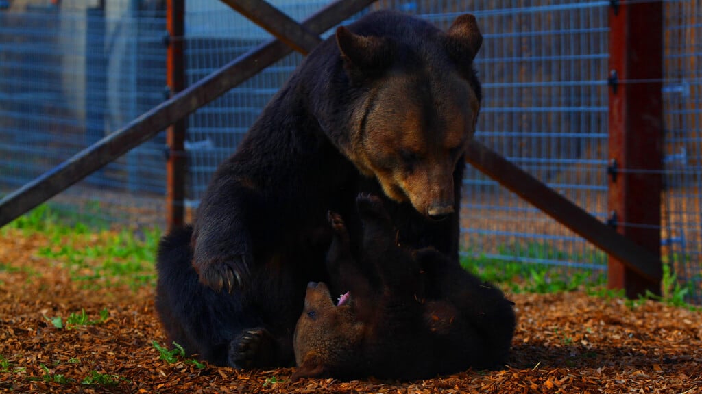 Mother Bear and Cubs