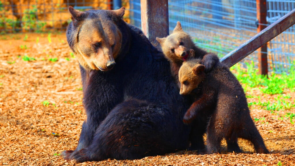 Mother Bear and Cubs