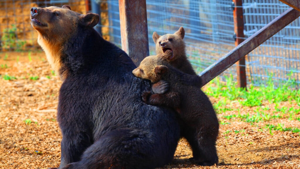 Mother Bear and Cubs