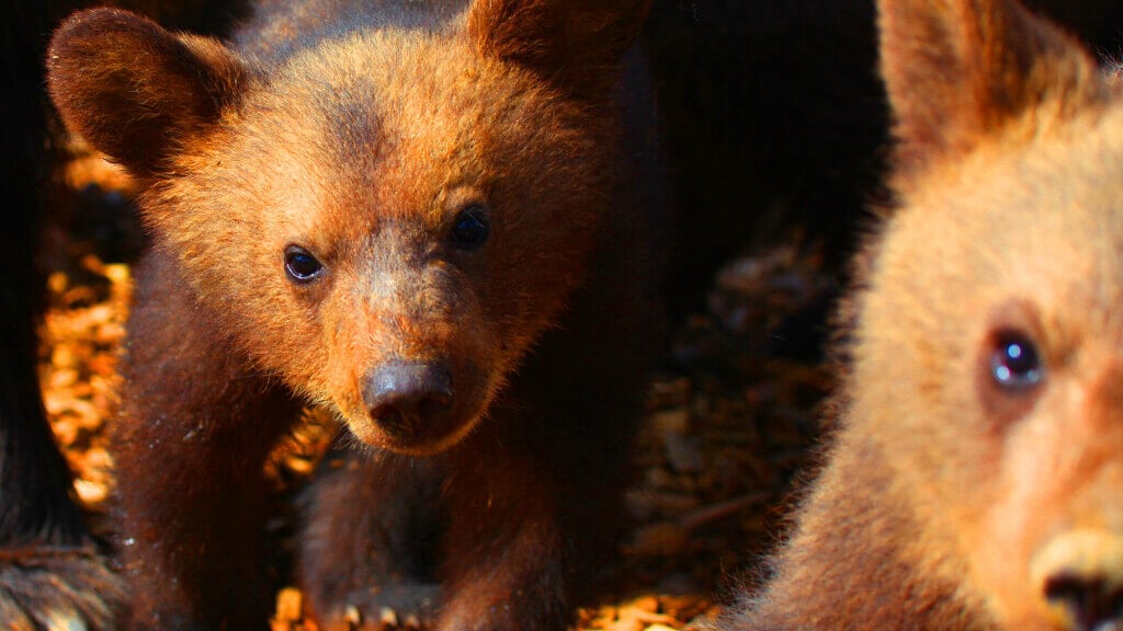 Mother Bear and Cubs