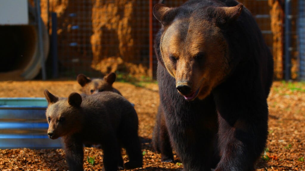 Mother Bear and Cubs