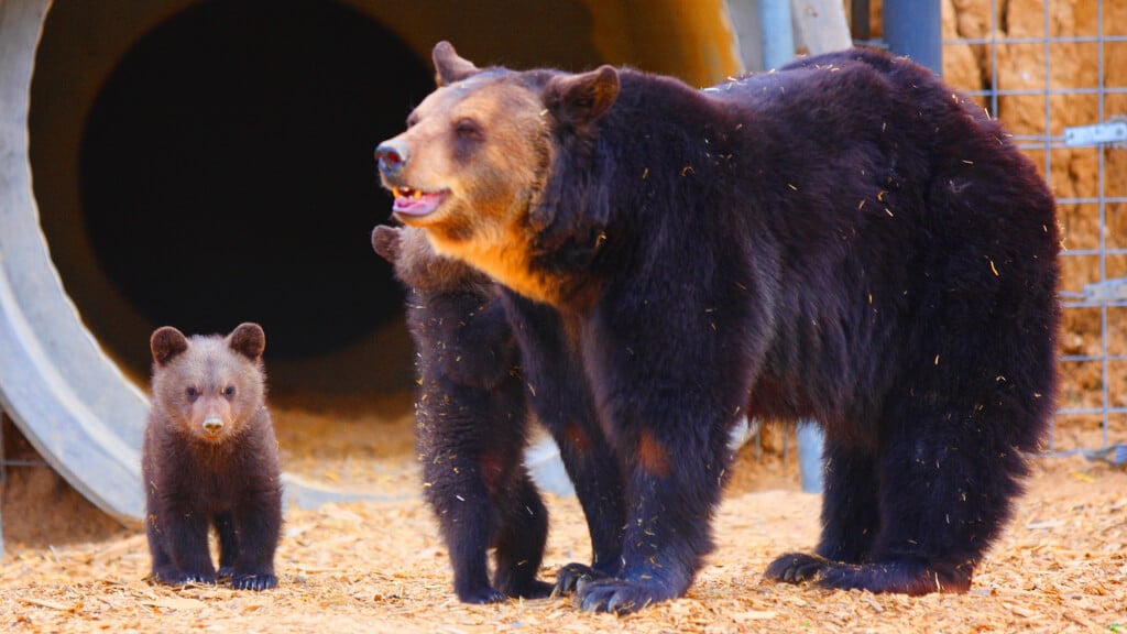 Mother Bear and Cubs