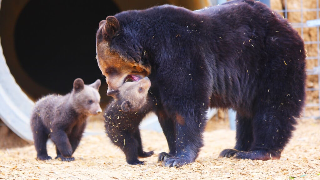 Mother Bear and Cubs