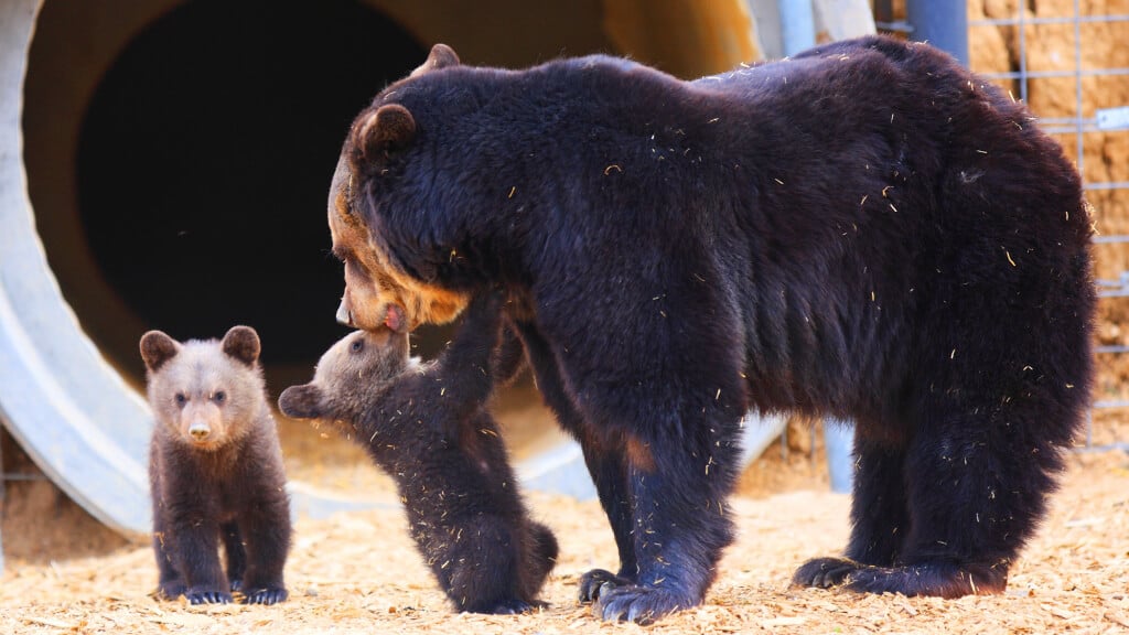 Mother Bear and Cubs