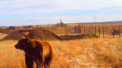Rescued Bear at Sanctuary