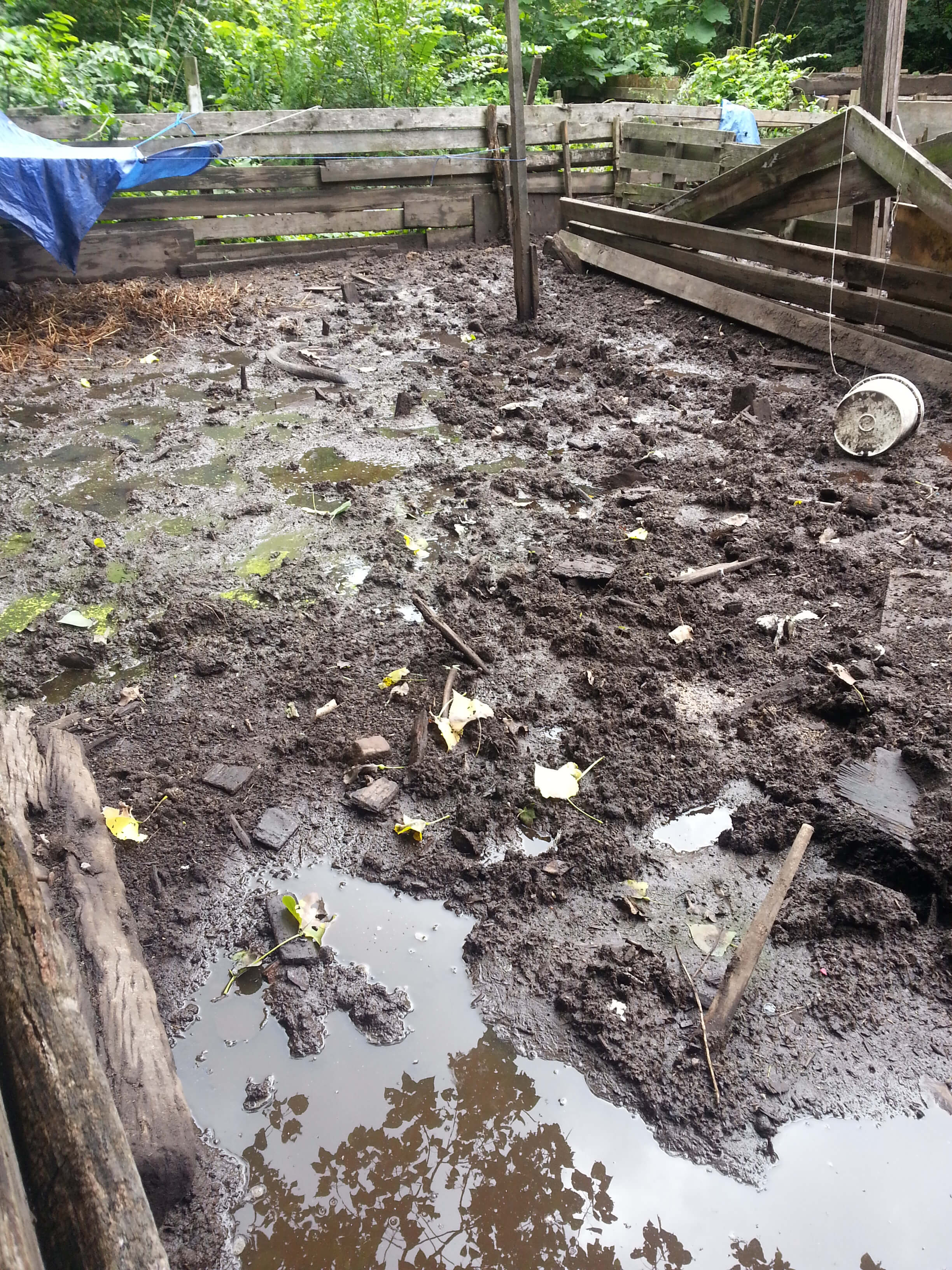 Pig Rescue 07.22.14 AK (9)
