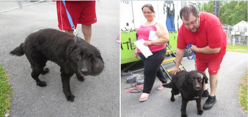 Before and After Shots of Senior Dog with Facial Tumor