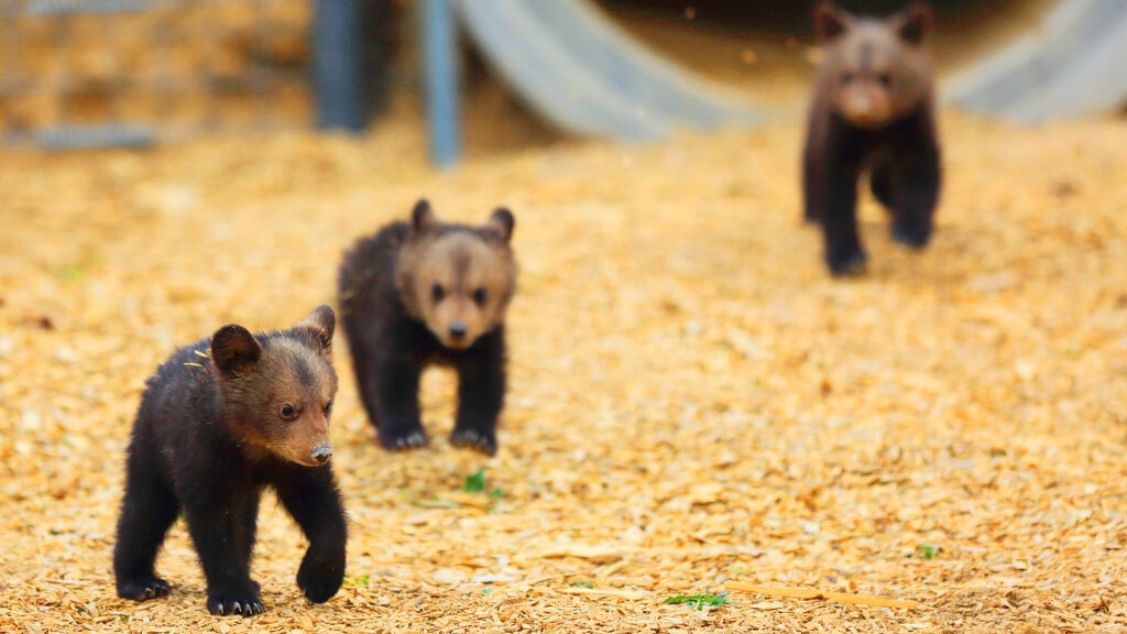 Bear Cubs